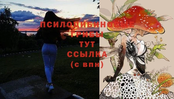 прущие грибы Саяногорск