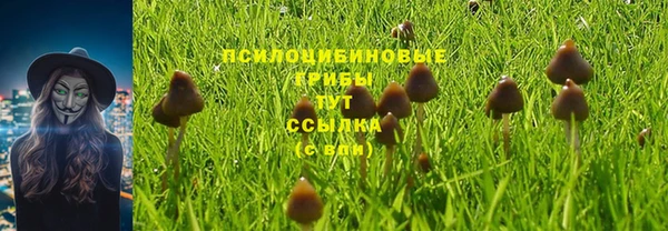 прущие грибы Саяногорск