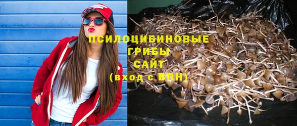 прущие грибы Саяногорск